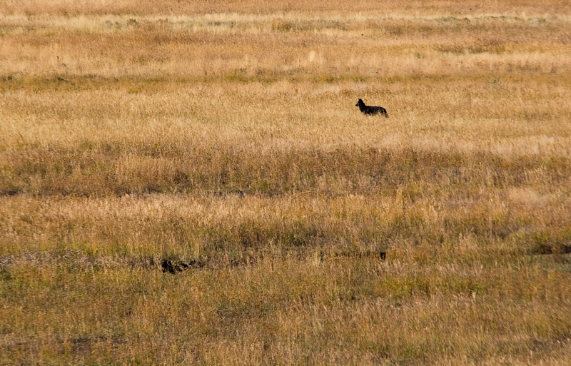 Wolf In Grass